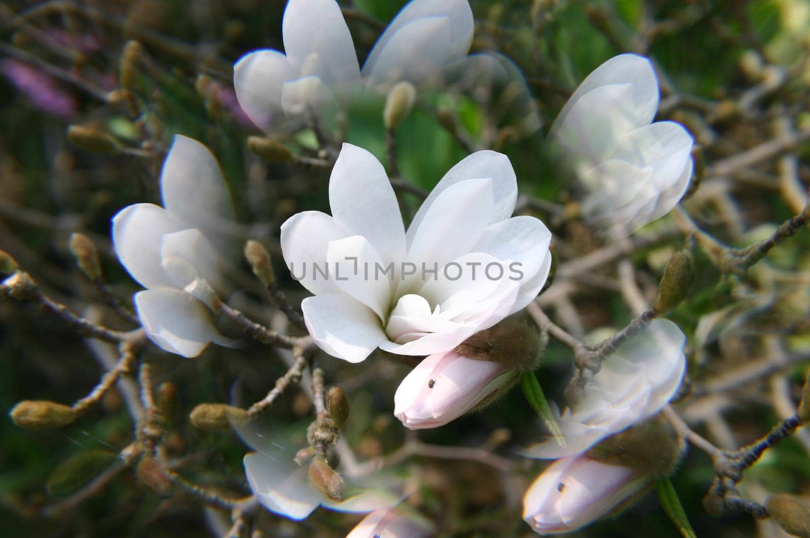 Here I photographed with a lens and I find that they fragments of the petals around the outside,do not let the view deviate so much from the flower. (Vanishing point?)