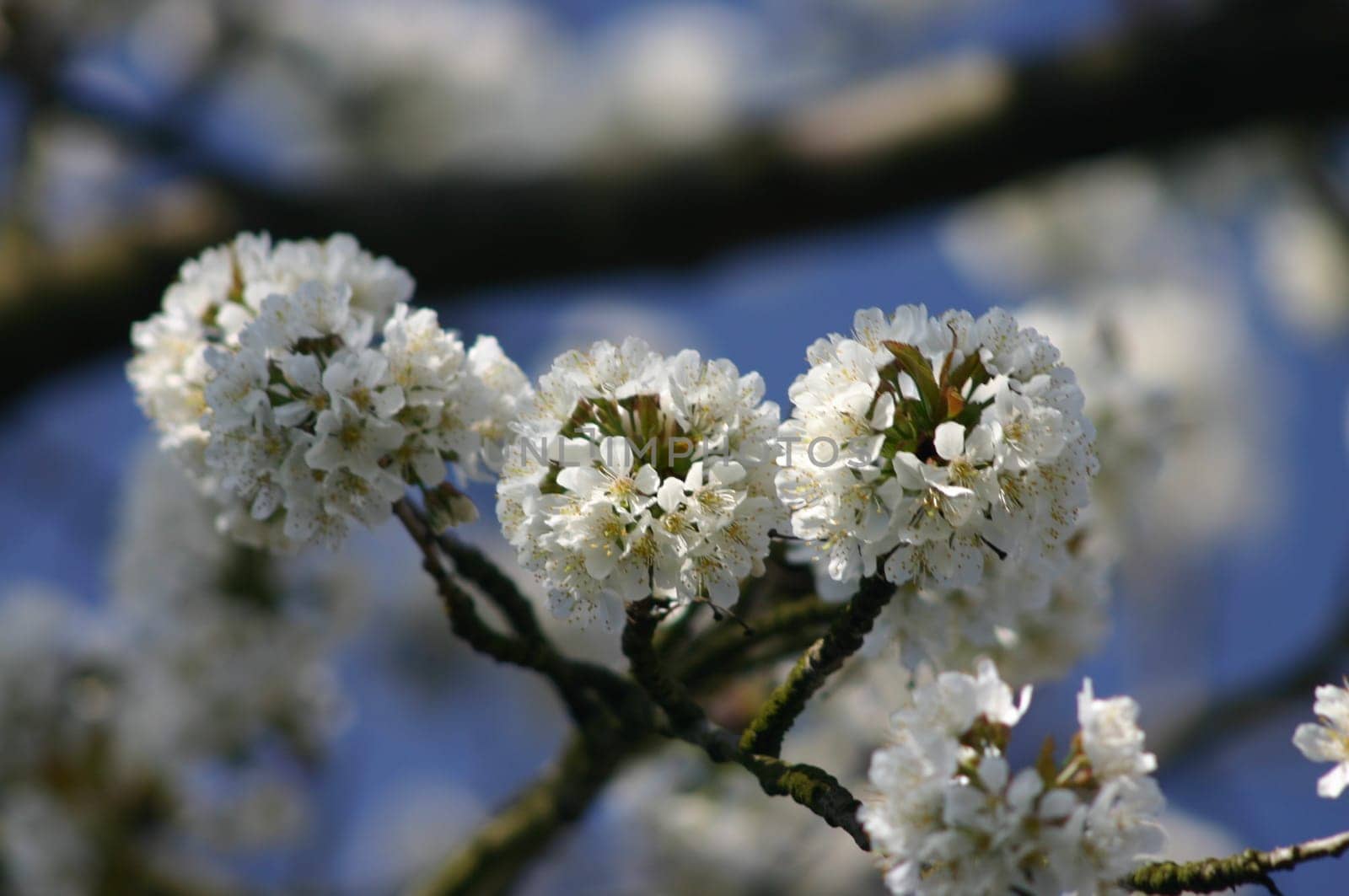 Why do white flowers always appear blurry?