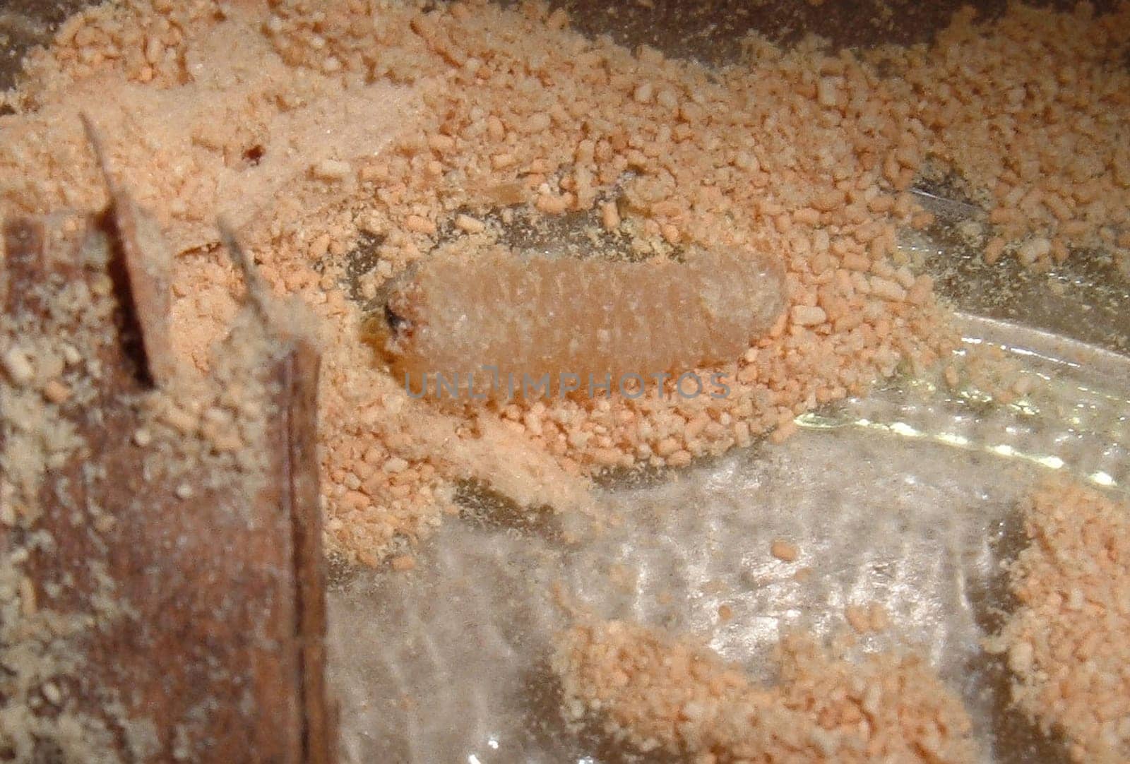 Woodworm
