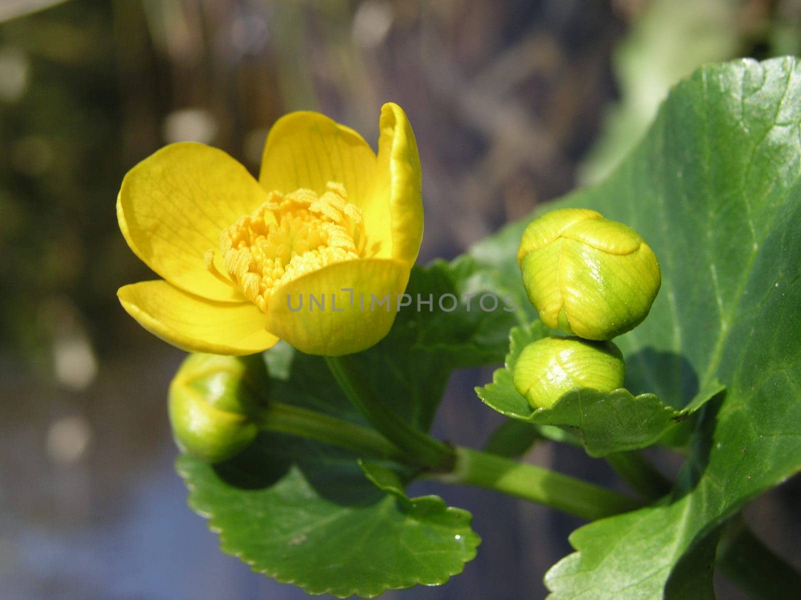 Now I'm finally coming out: Yes - I'm also a flower photographer!!!