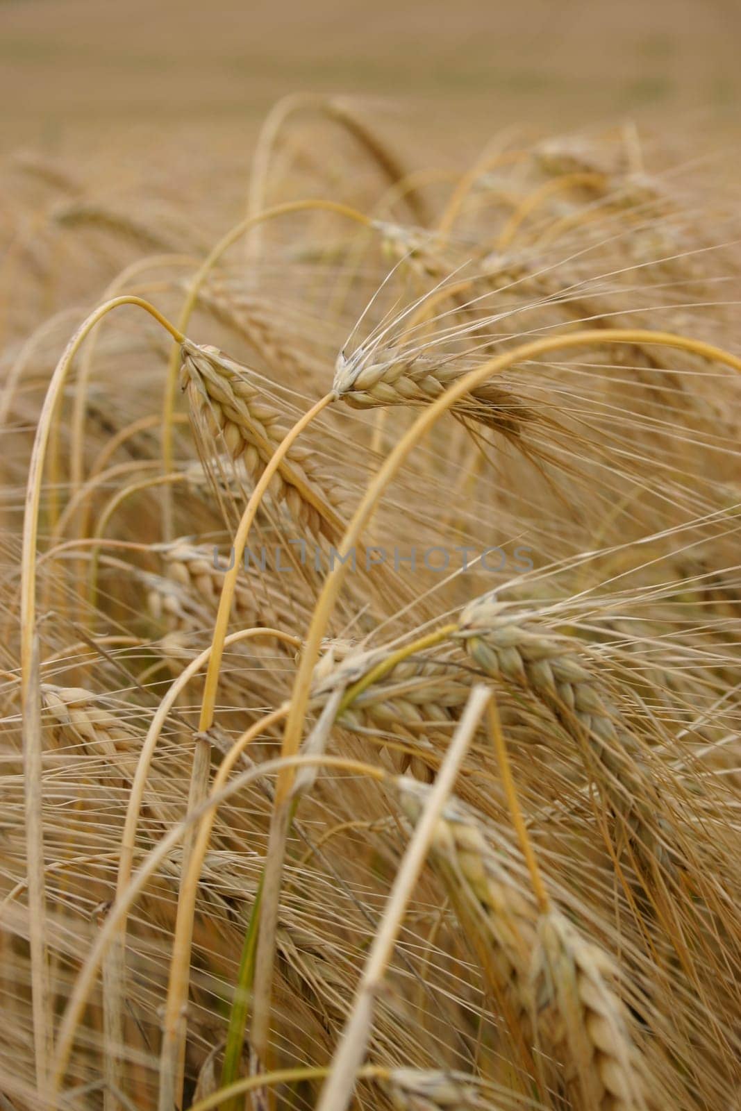 Ears of corn in the wind