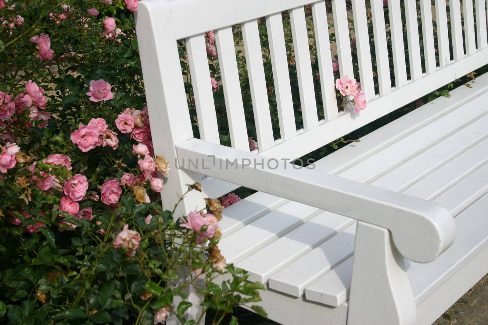 Rose-entwined bench