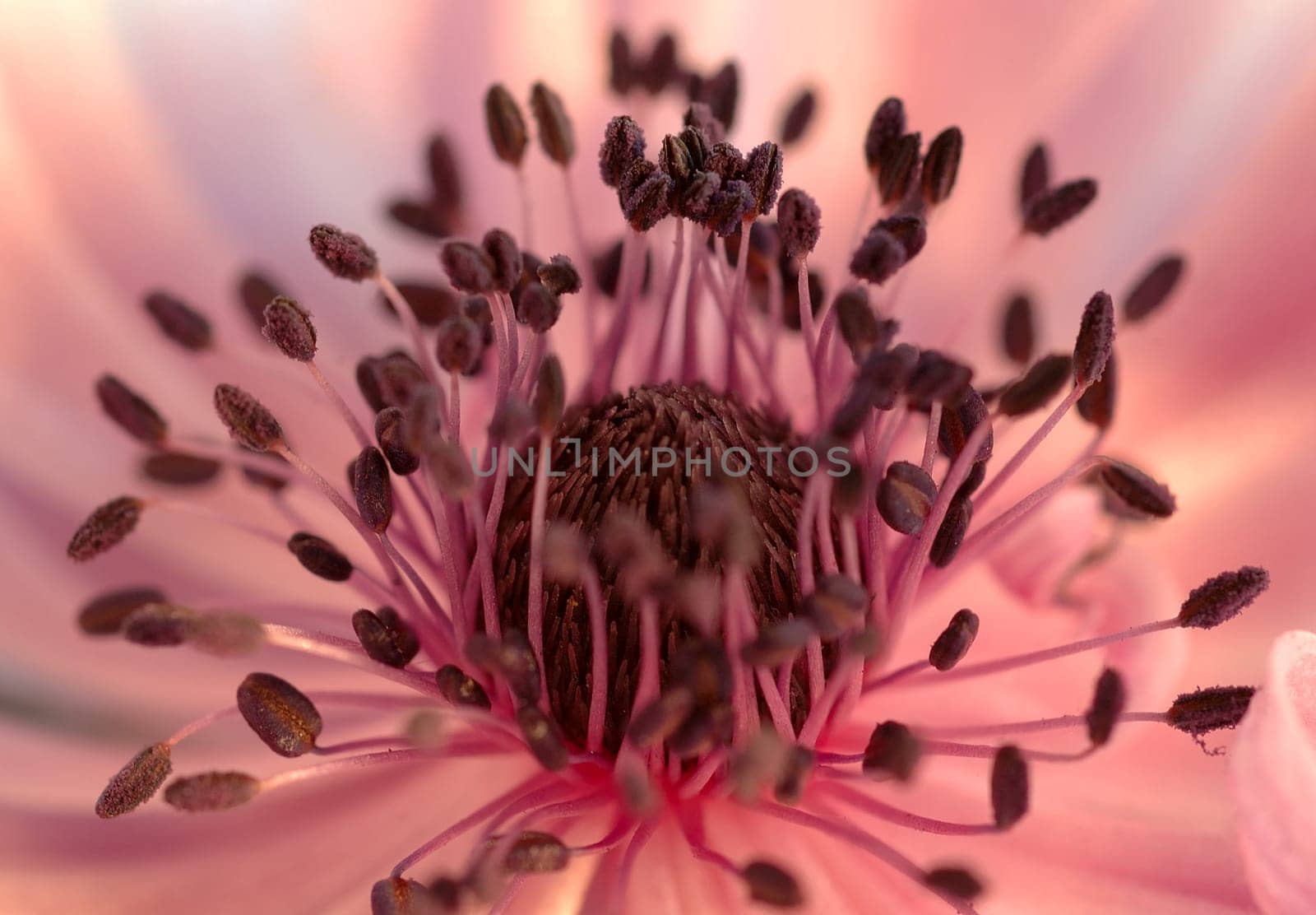 Spring bloom