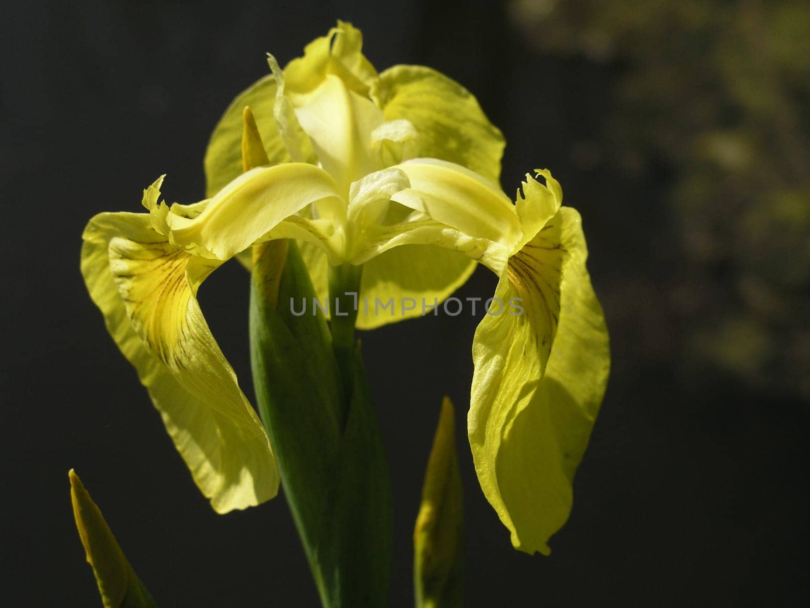 Created last summer. Posted it in anticipation because the first buds are already sprouting again.
