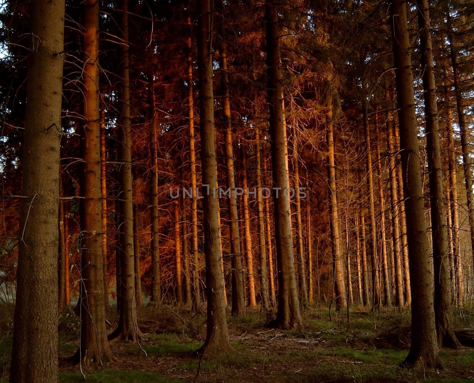 Sunset at the edge of the forest