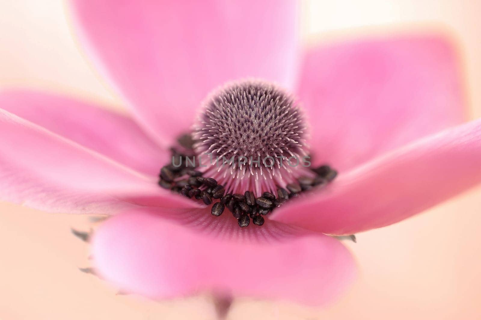 Flower macro