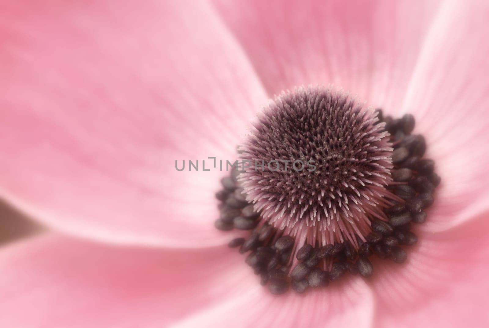 Spring bloom