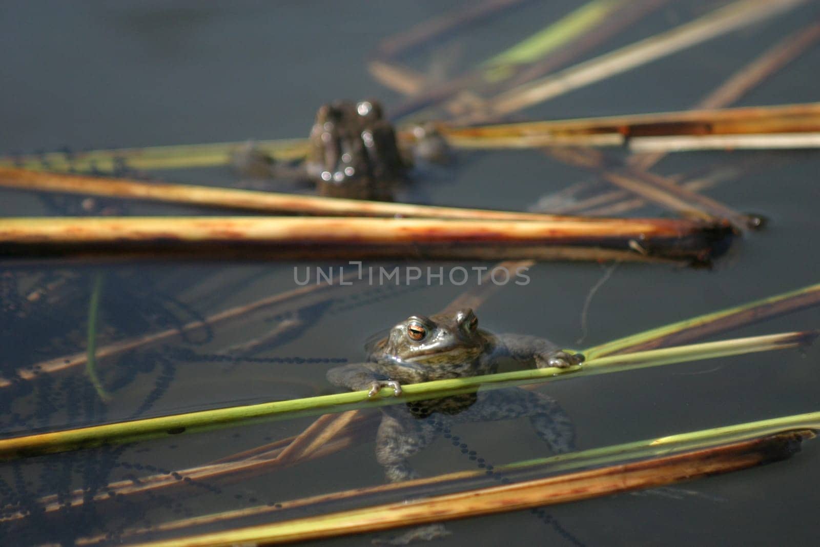 Common toad with spawn