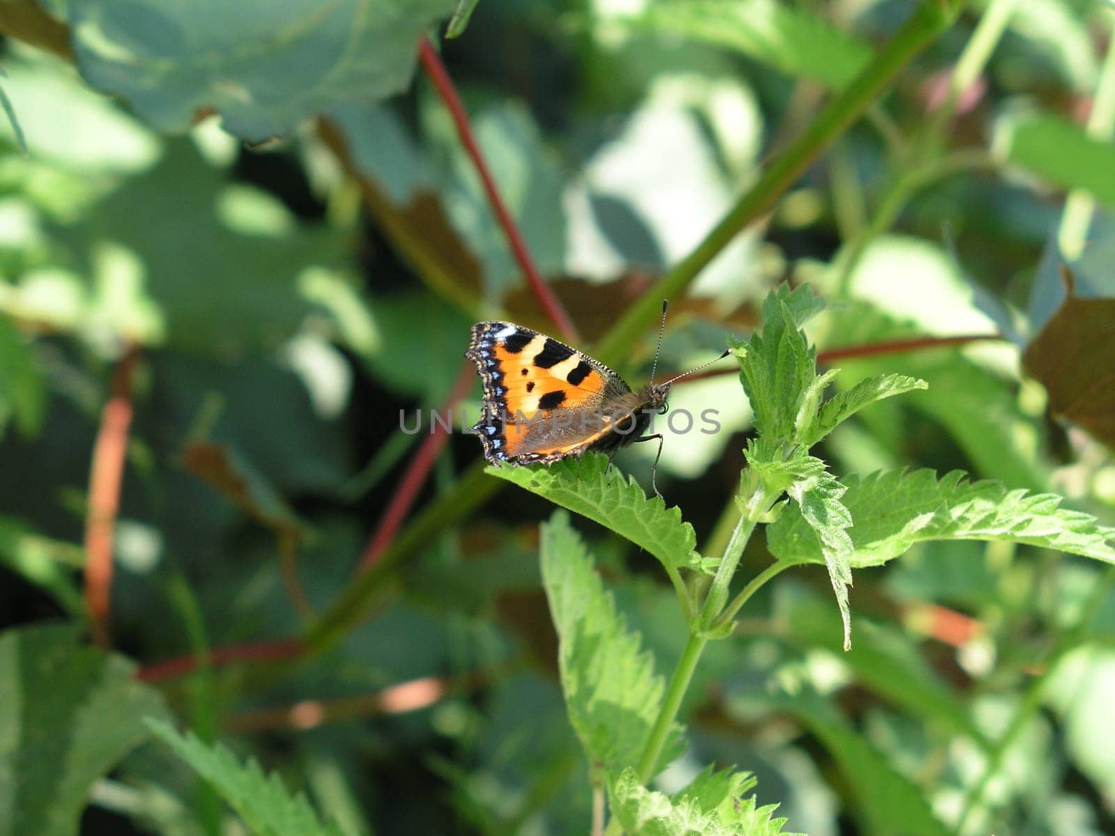 Butterfly