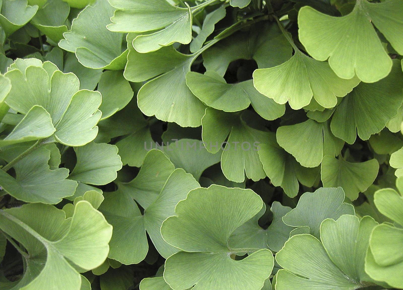 Ginkgo