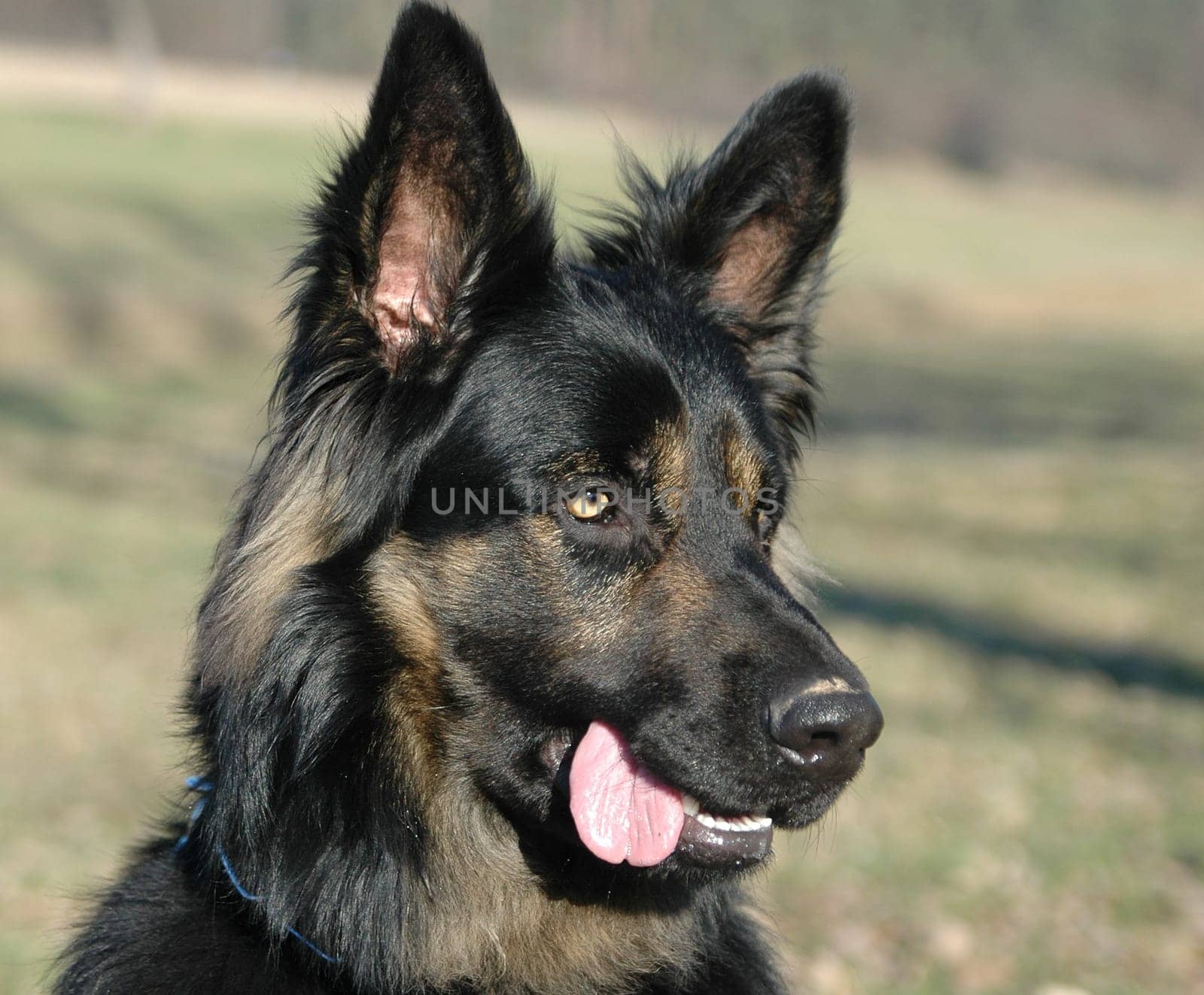 dog without hot