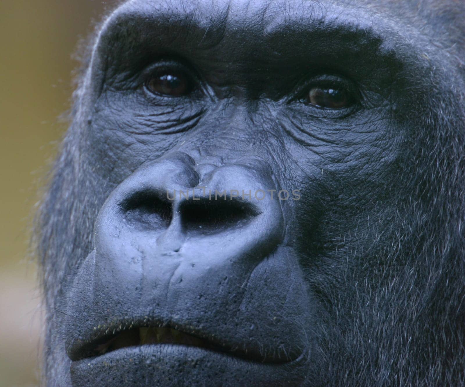 my friend from the zoo