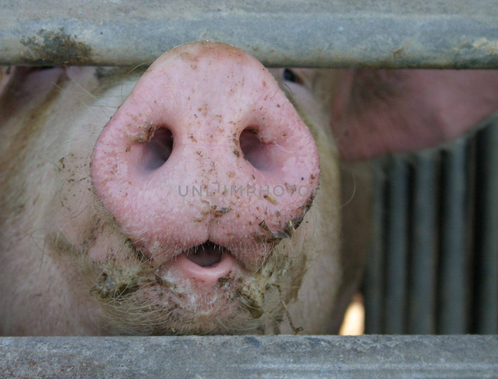Pig's snout