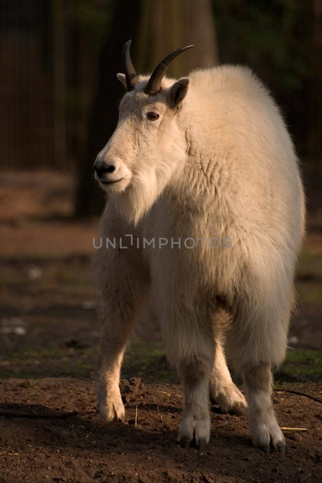 Snow goat