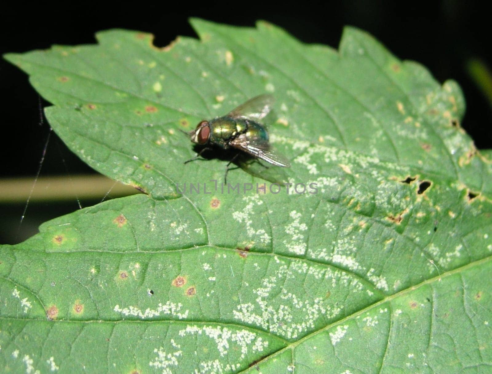 The Fly