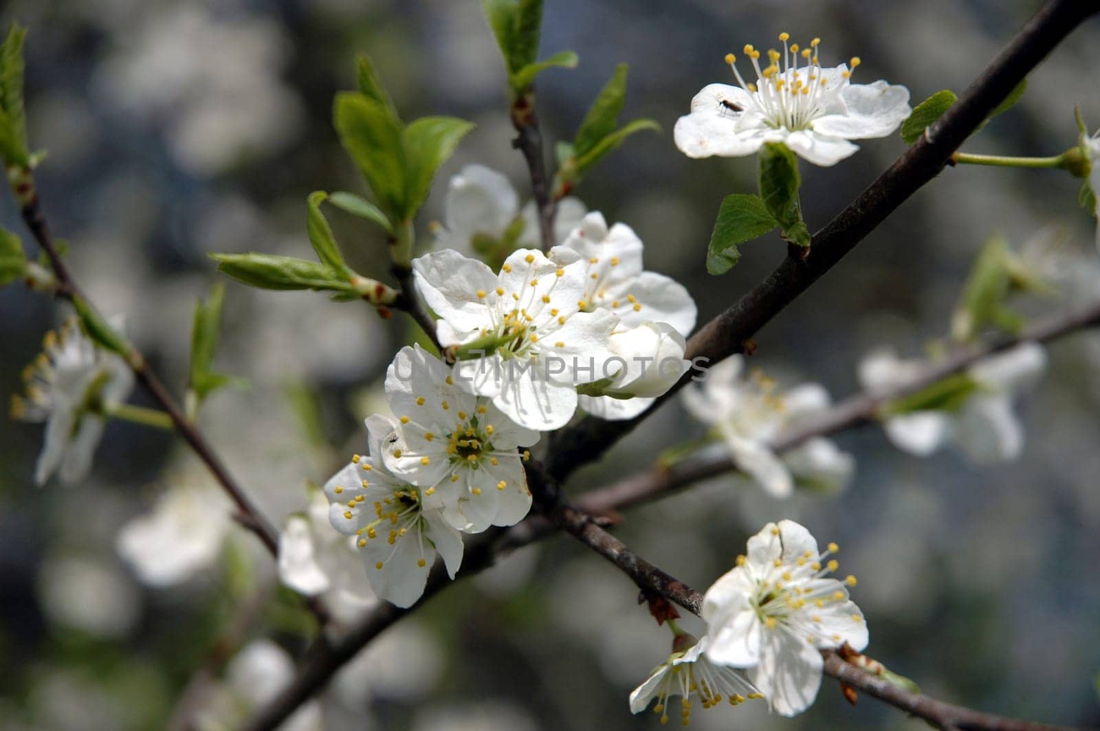 In full bloom