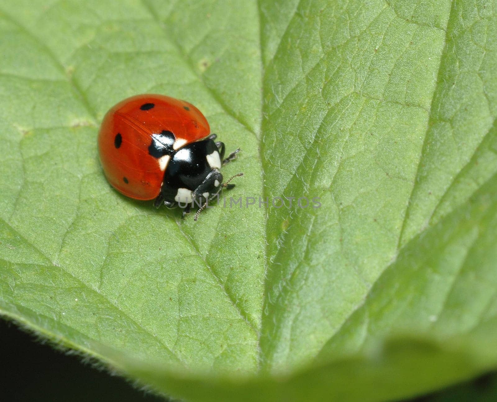 Taken in the garden in May 2005. Nikon D70,Vivitar 100/3.5 macro.