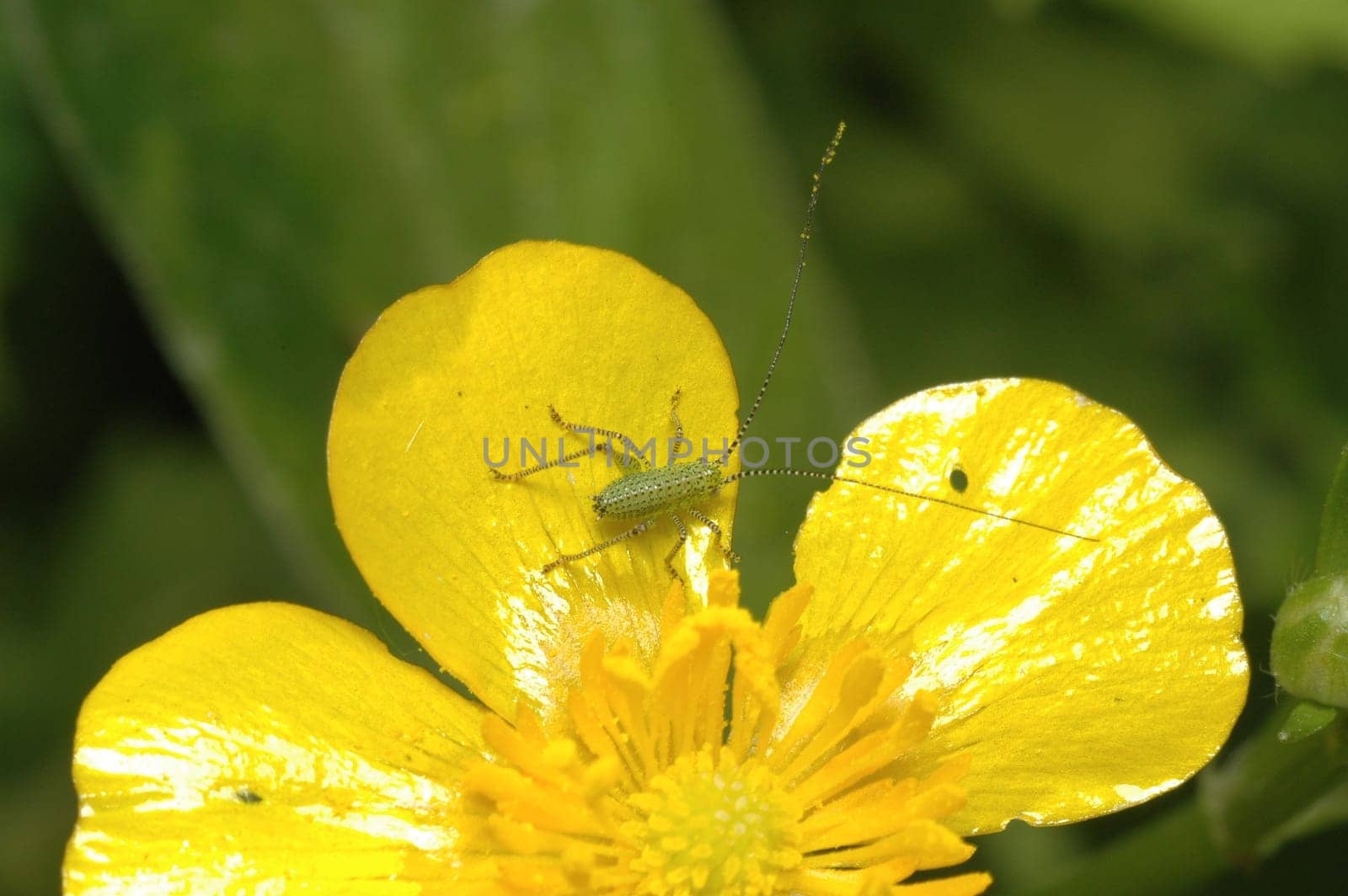 Maybe one of you knows what that is? I found it in the garden. Nikon D70,Vivitar 100/3.5 macro.