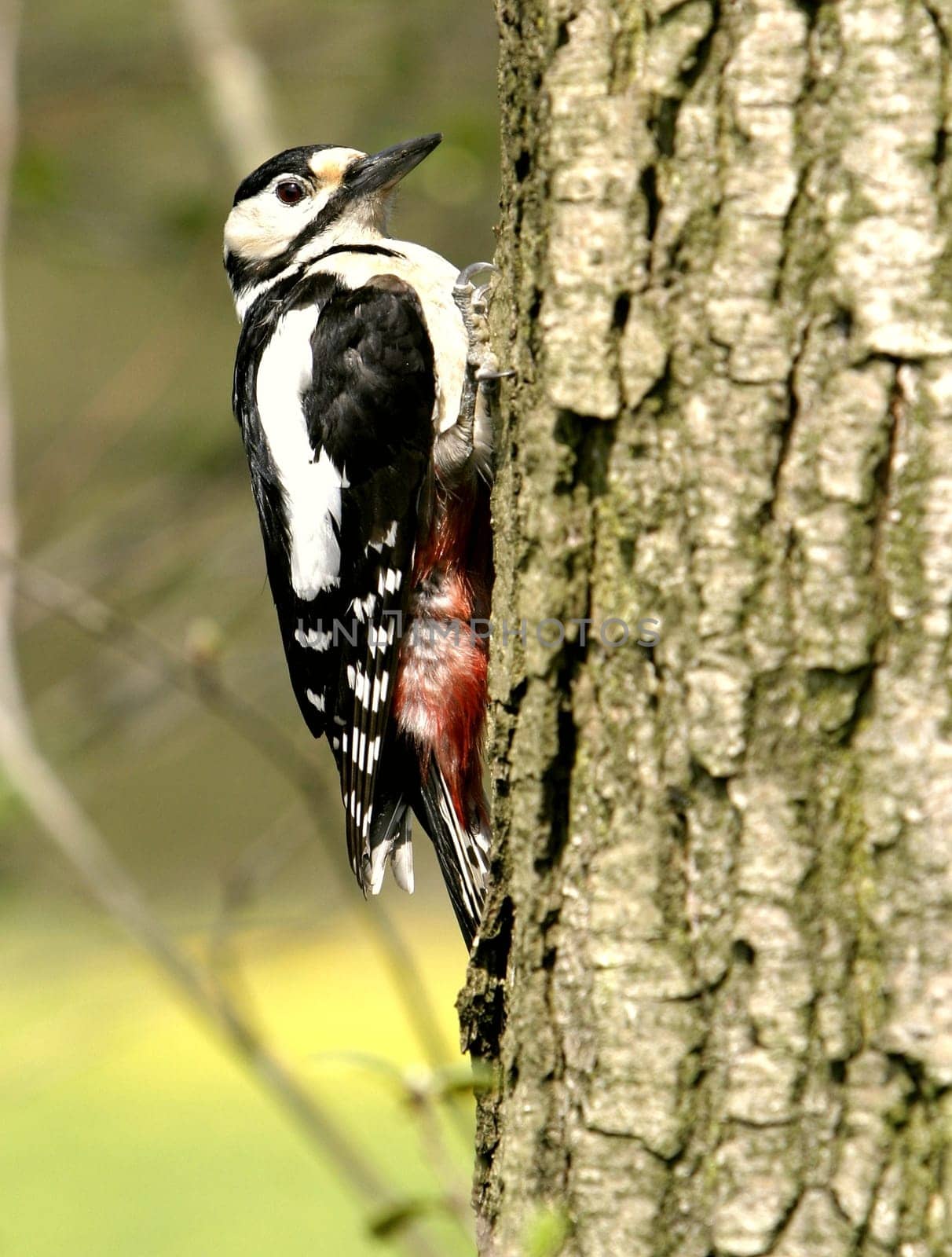 Great spotted woodpecker female