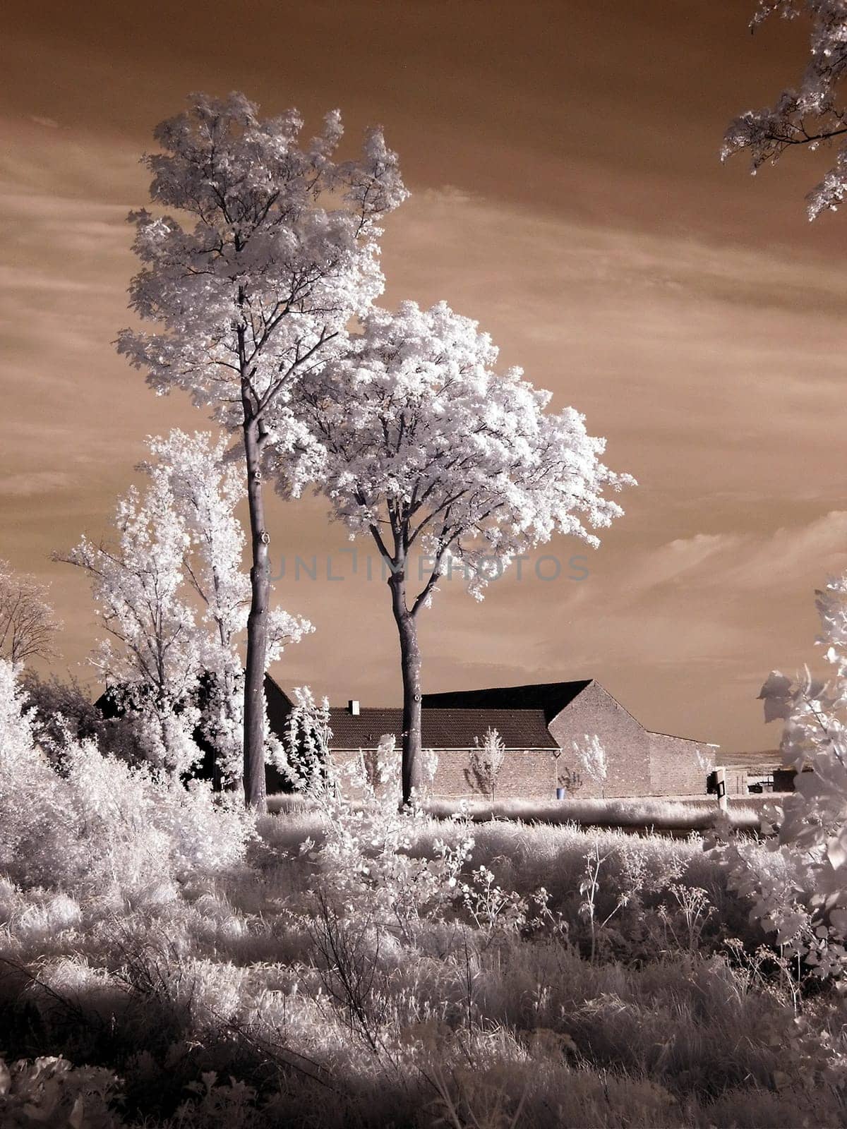 Created near Euskirchen in May 2005. Converted Jenoptik digital camera without infrared cut filter.