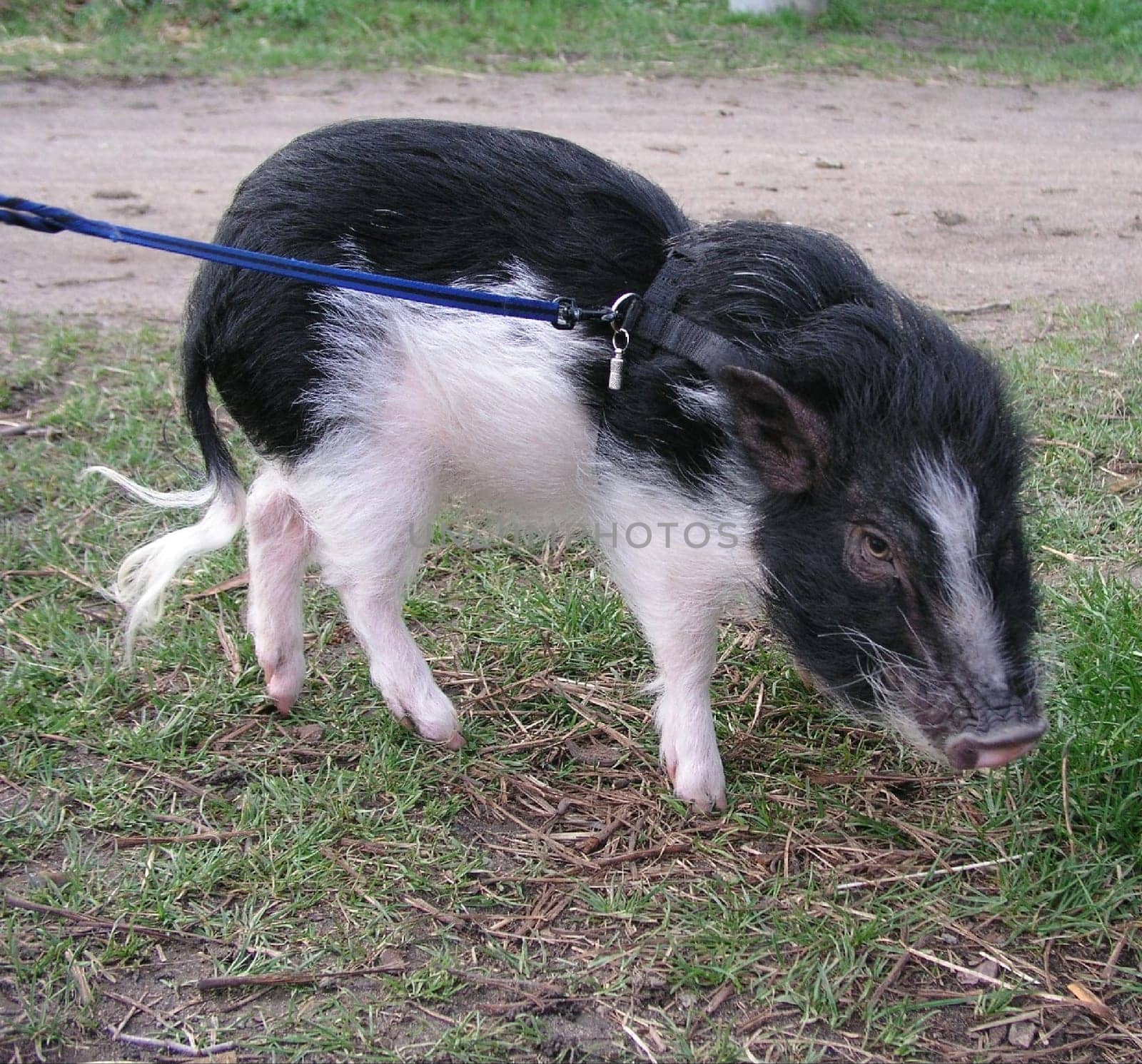 Dwarf pig