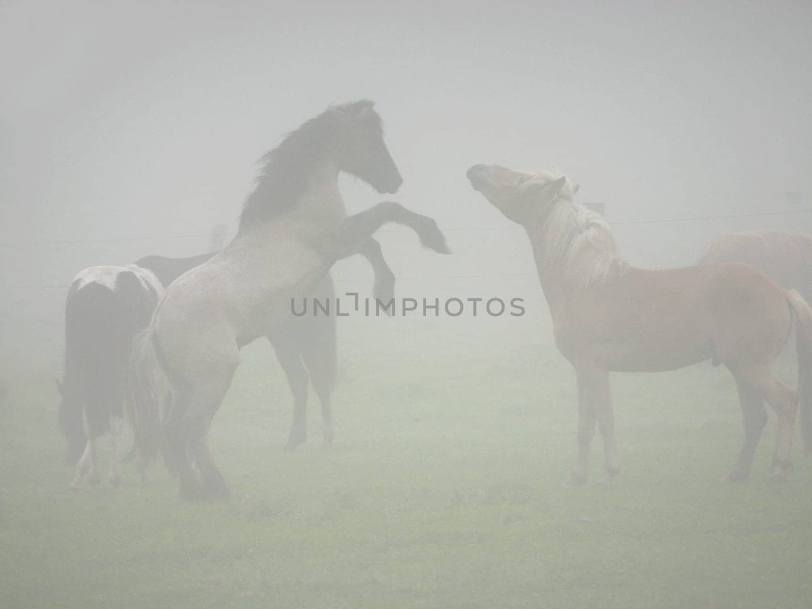 Rivals in the morning mist