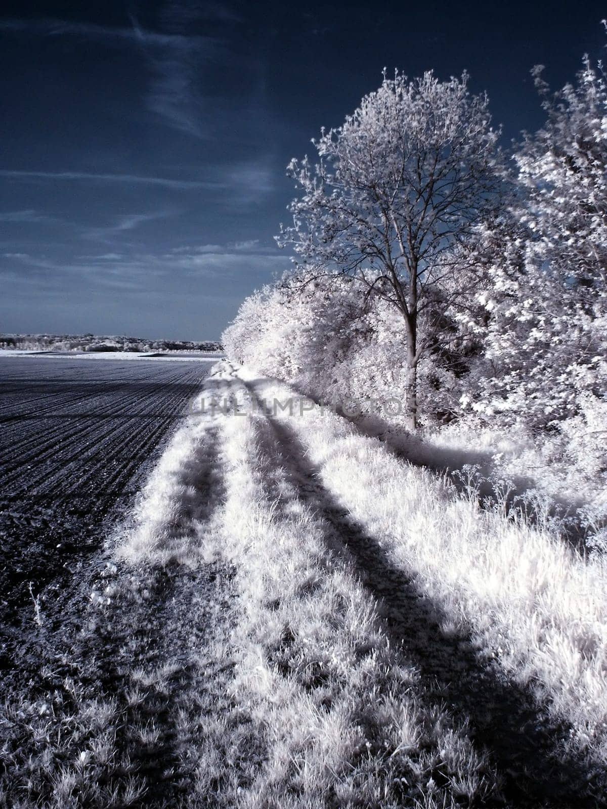 Created in May 2005 near Euskirchen. Converted Jenoptik digital camera without infrared cut filter. Post-processing via channel exchange.