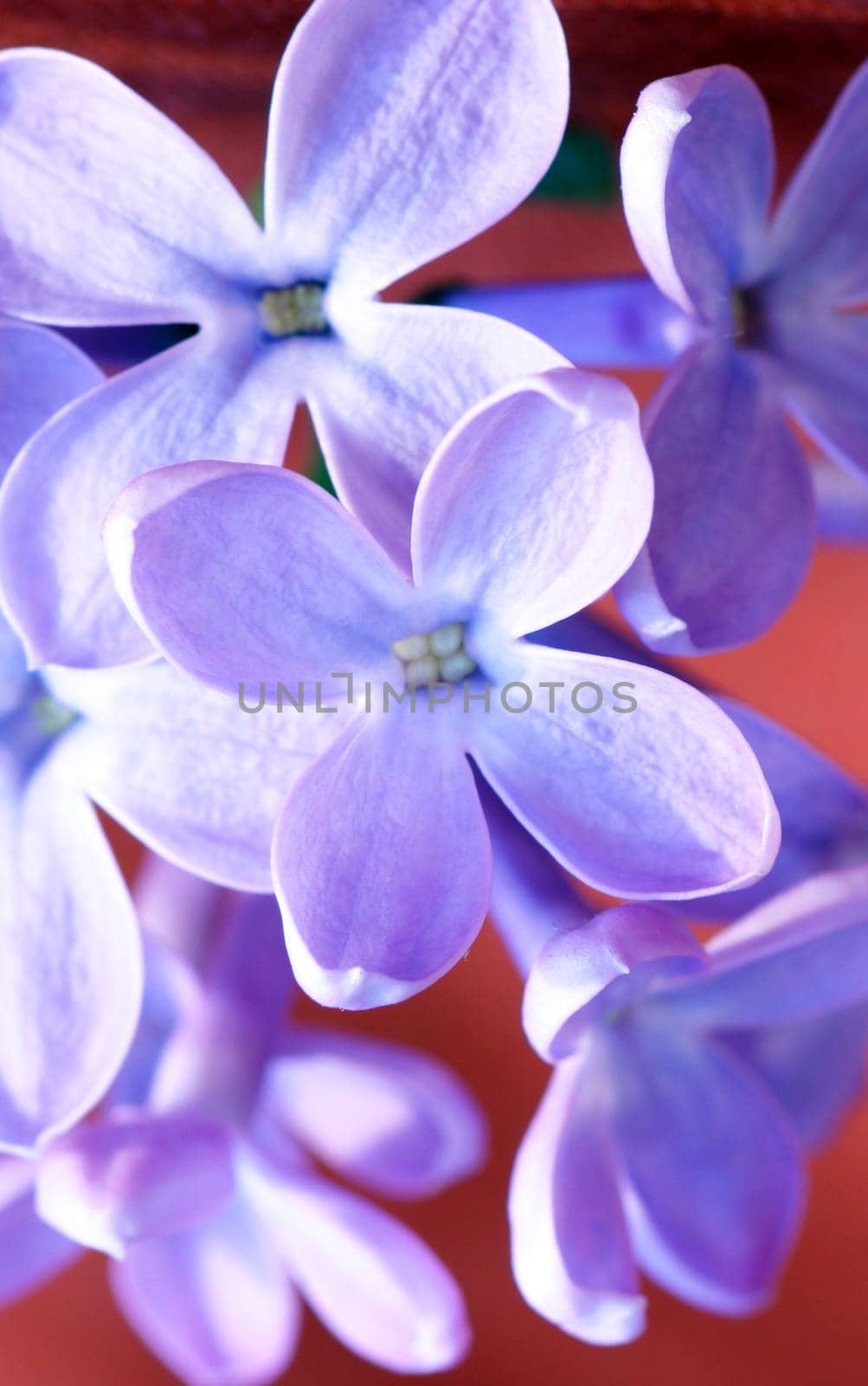 Lilac flowers