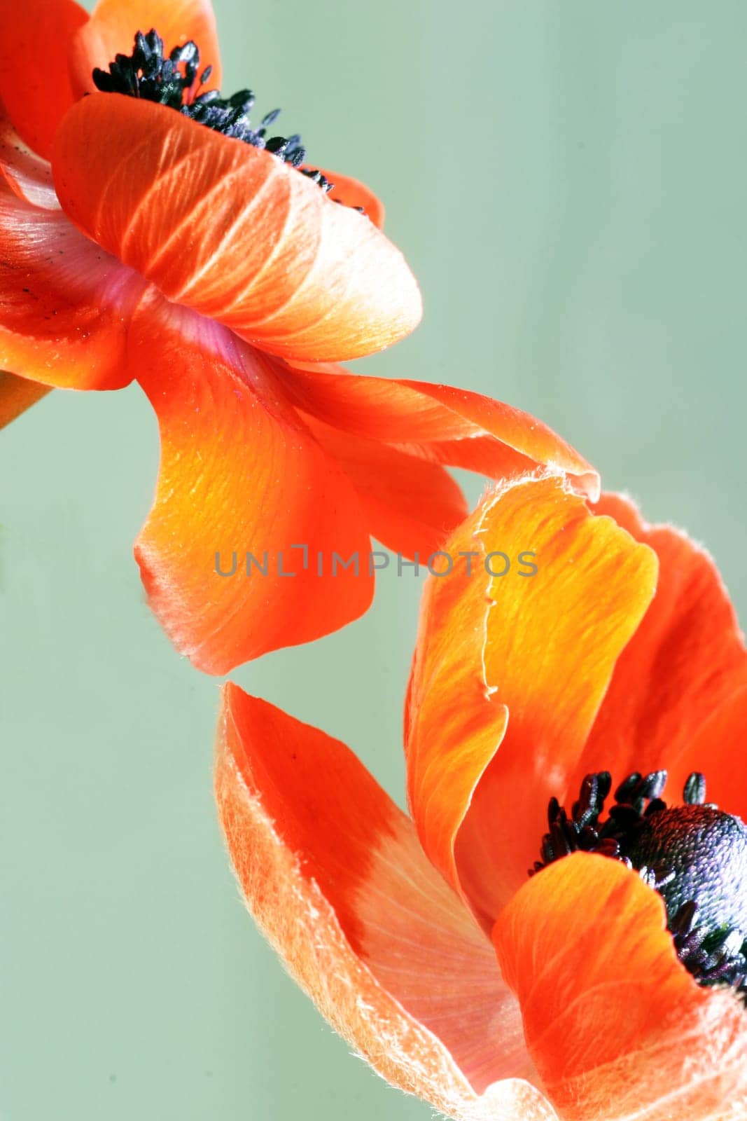 Corn poppy