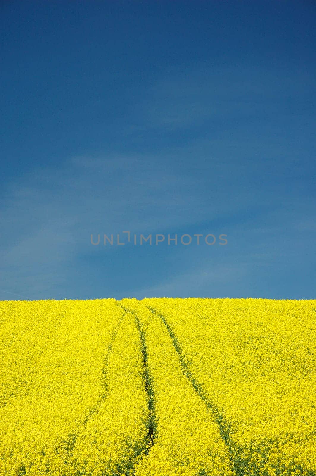 blue-yellow