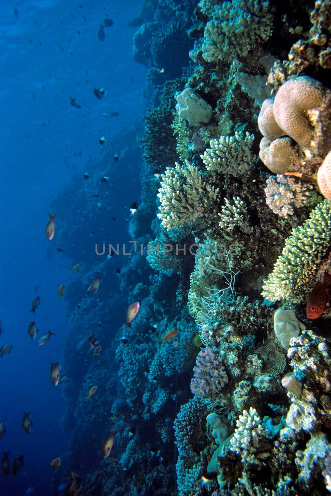 Steep wall in the Red Sea