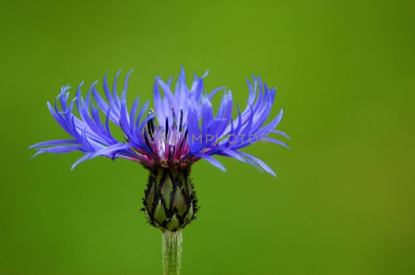 Taken in the garden on Thursday. Focal length 270 mm,aperture f5.6 Bel. 1/200 sec.