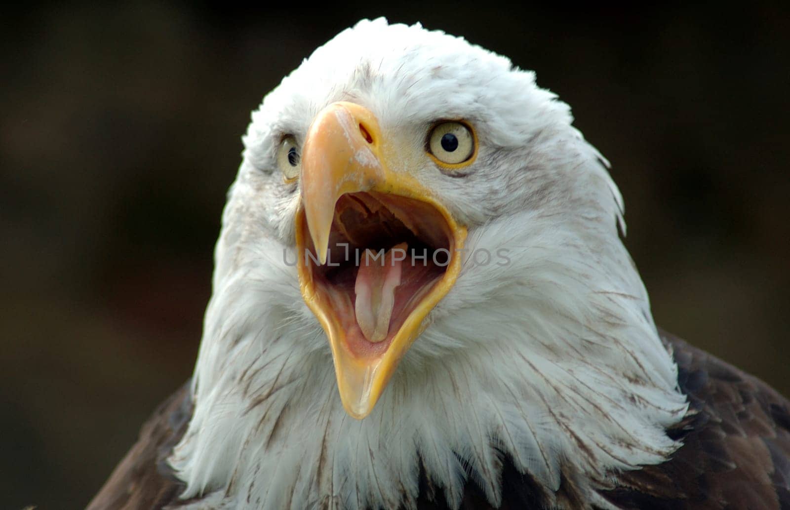 Bald eagle