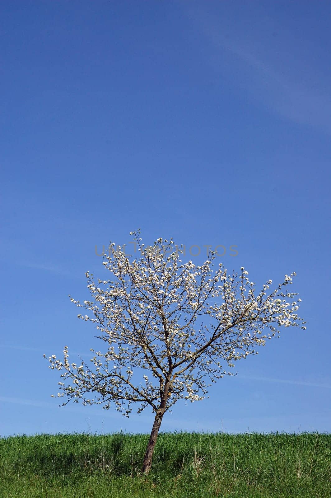 Sapling blooms