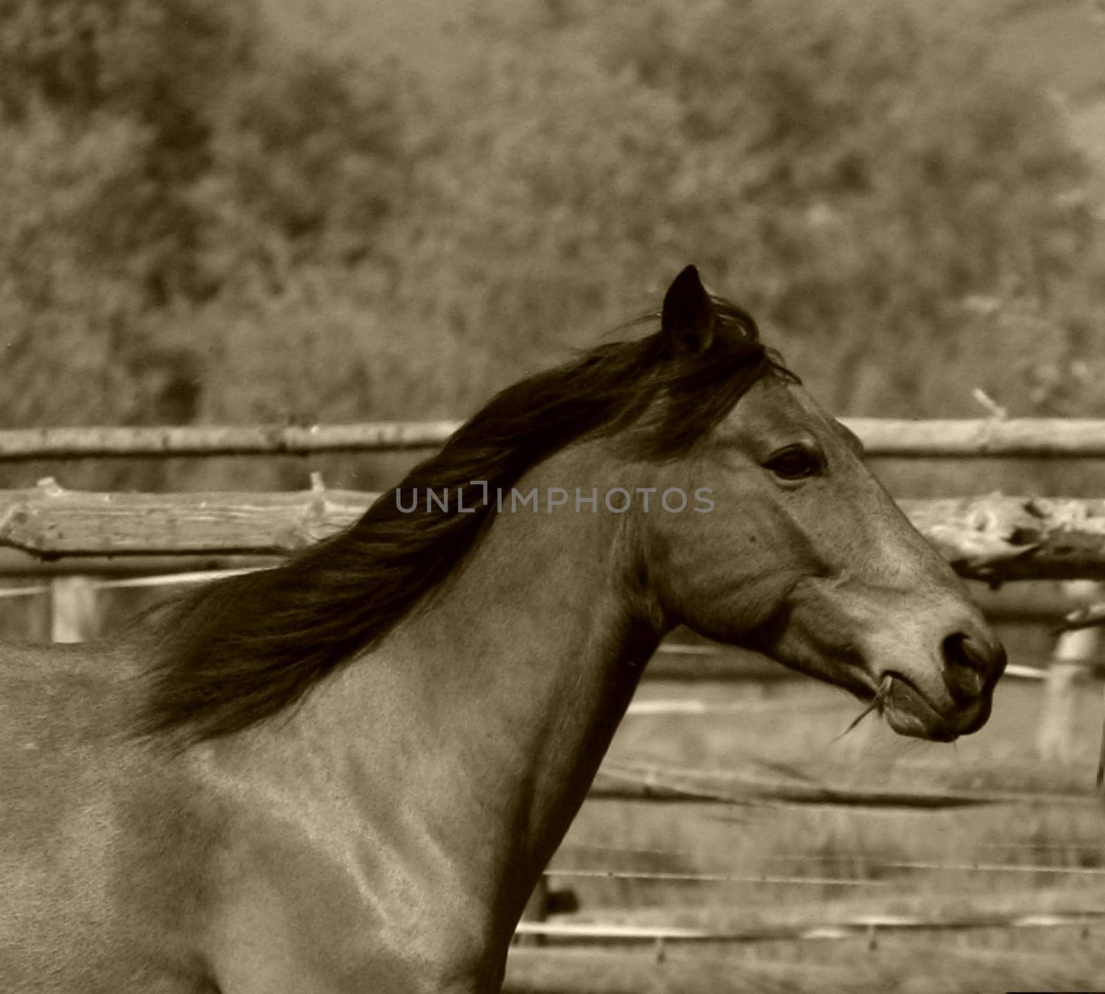 Aperture:6.3 Shutter: 1/1600 ISO 400 155mm