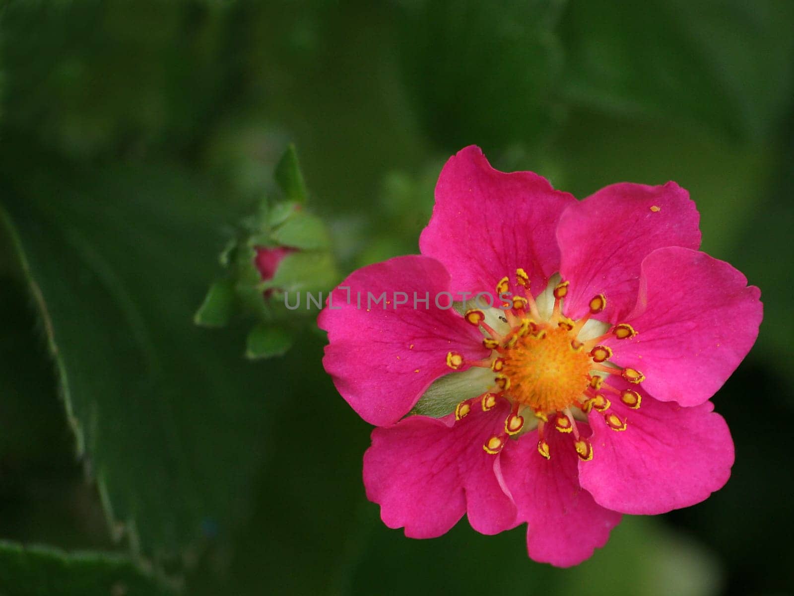 Ornamental strawberry