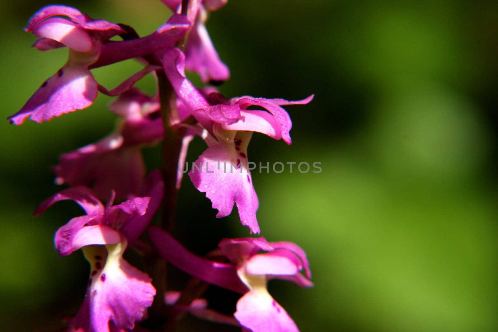 found in Jura CH/Fr Mann's orchid,Orchis mascula Greek orchis: testicles (related to the shape of the tubers)  lat. masculus: male