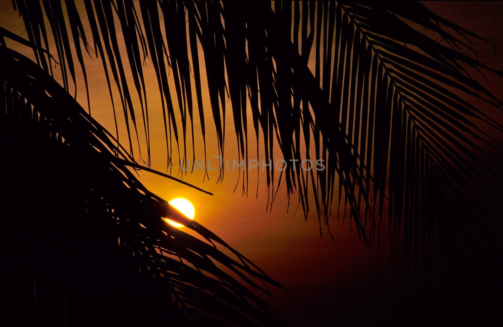 Coconut palms in the sunset