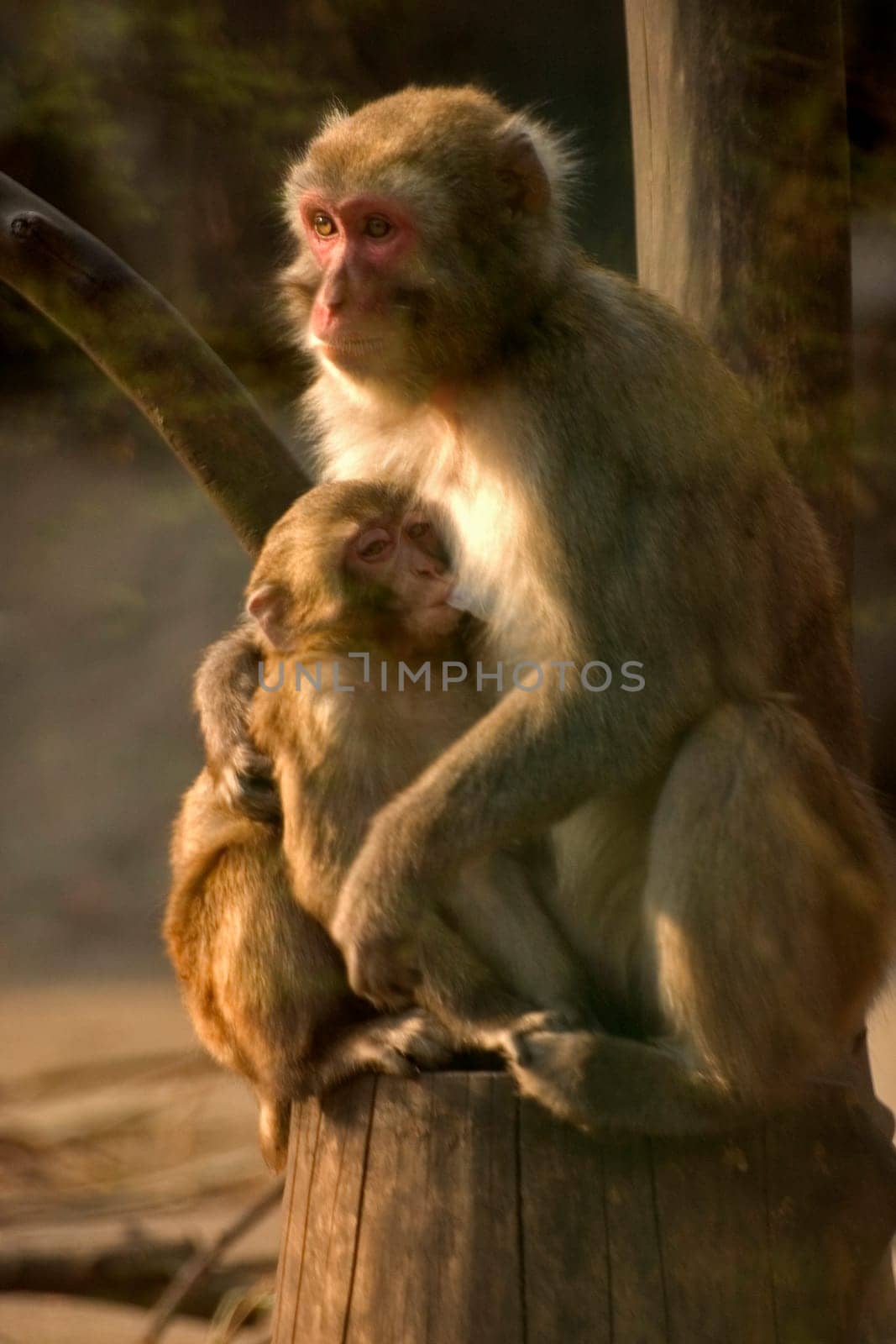 Motherly love