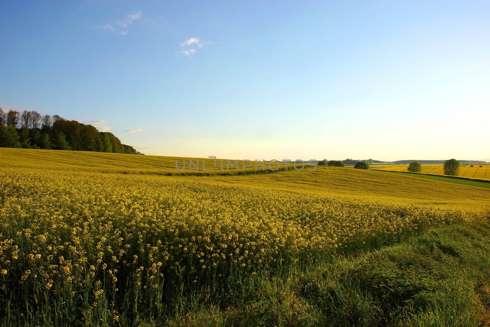 rapeseed