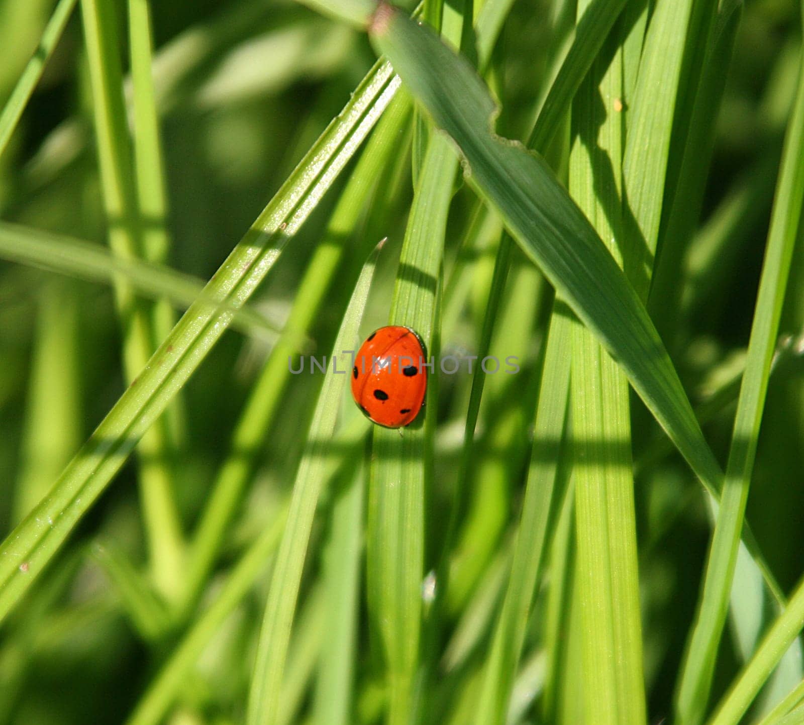 and since today is Friday the 13th -)) not that I'm superstitious,but you never know. 1/500sec f / 6.3 ISO 200 238mm