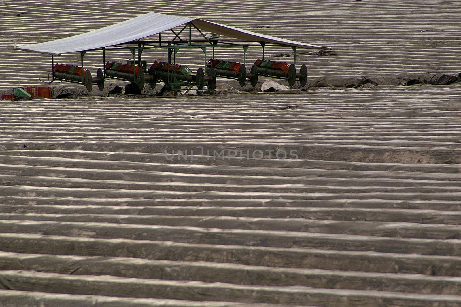 ready for harvest