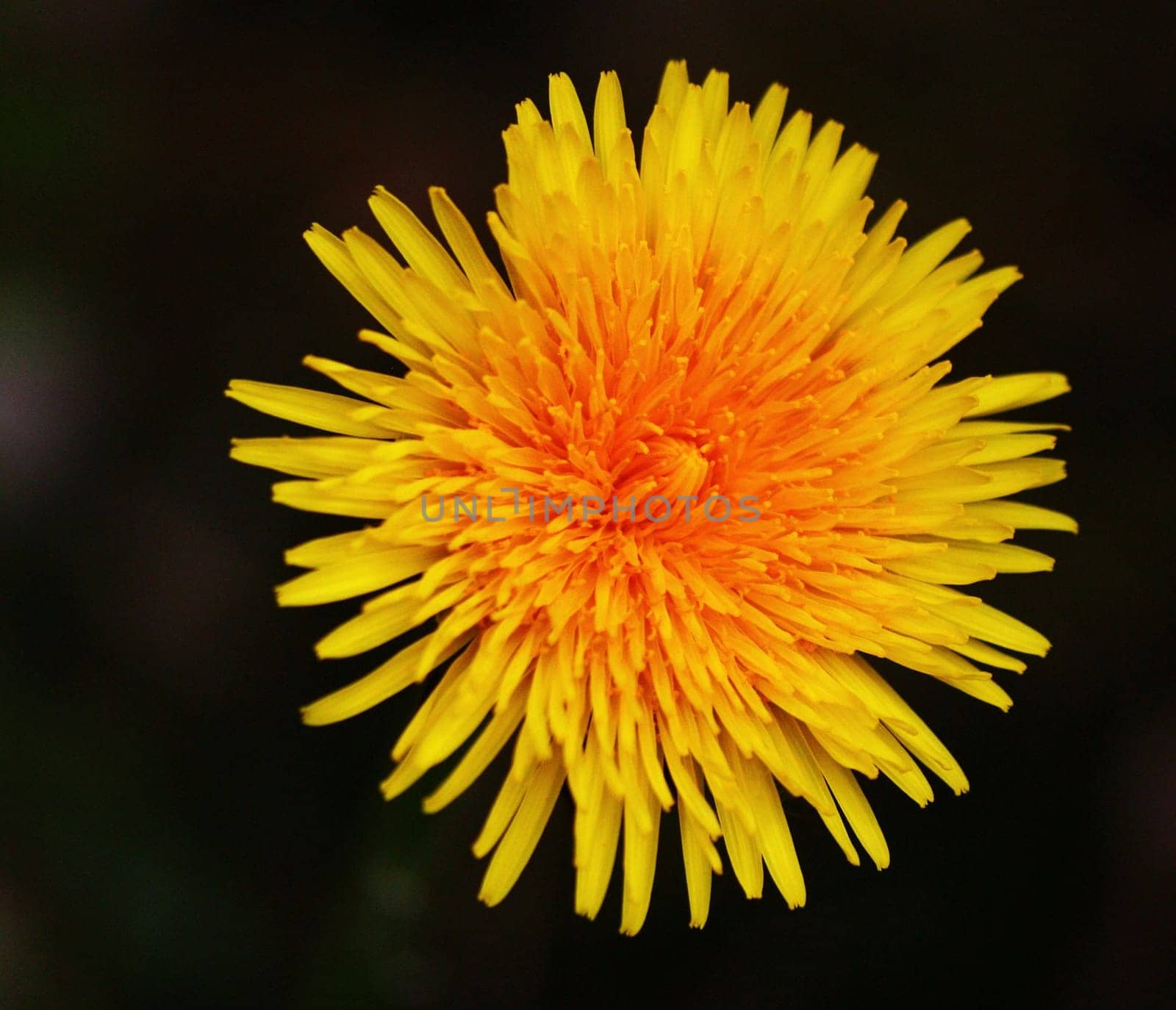 only for damasius I chose the image section again differently ... small wishes are fulfilled immediately. Greeting Bea
