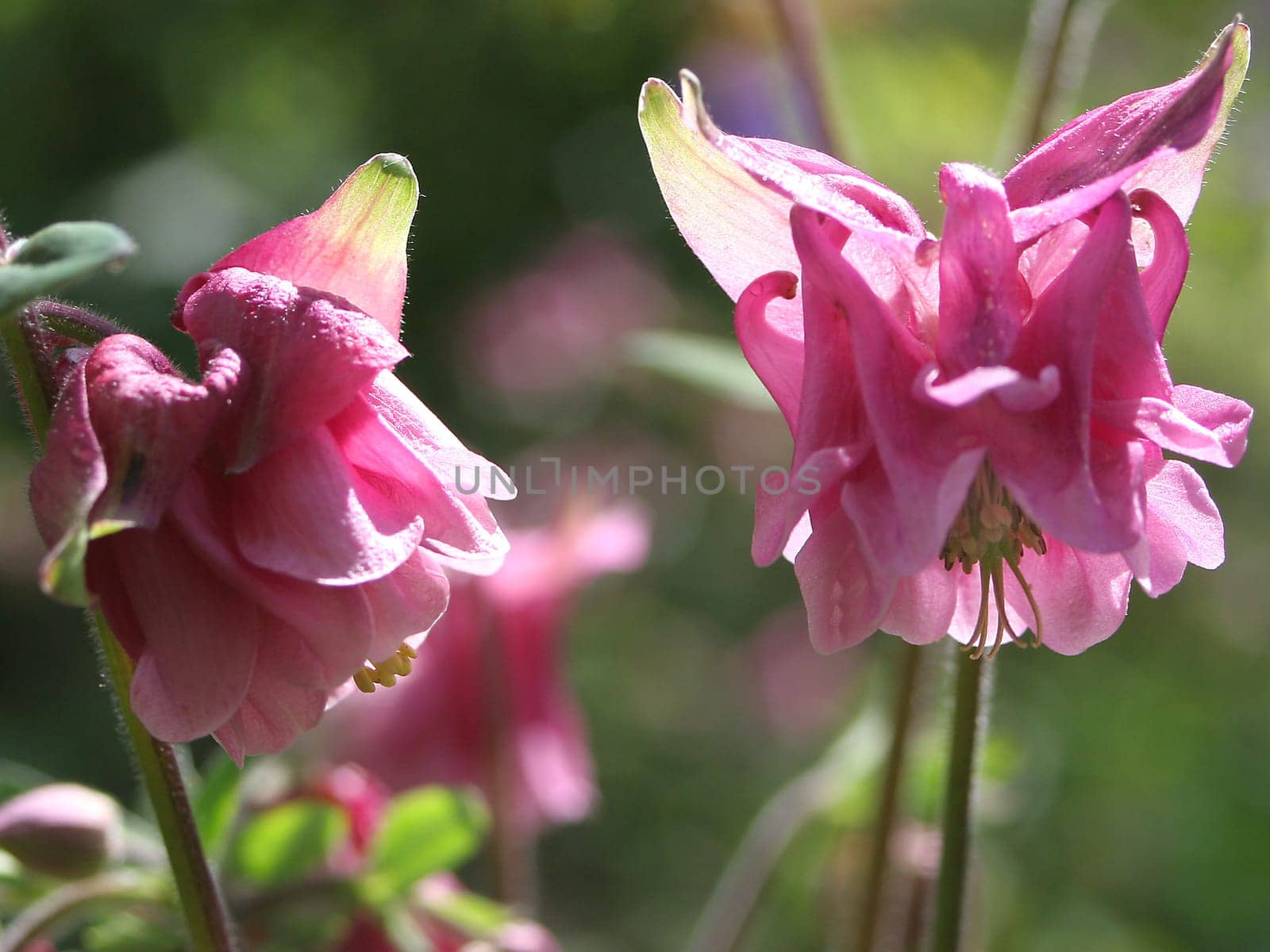 Columbine pink