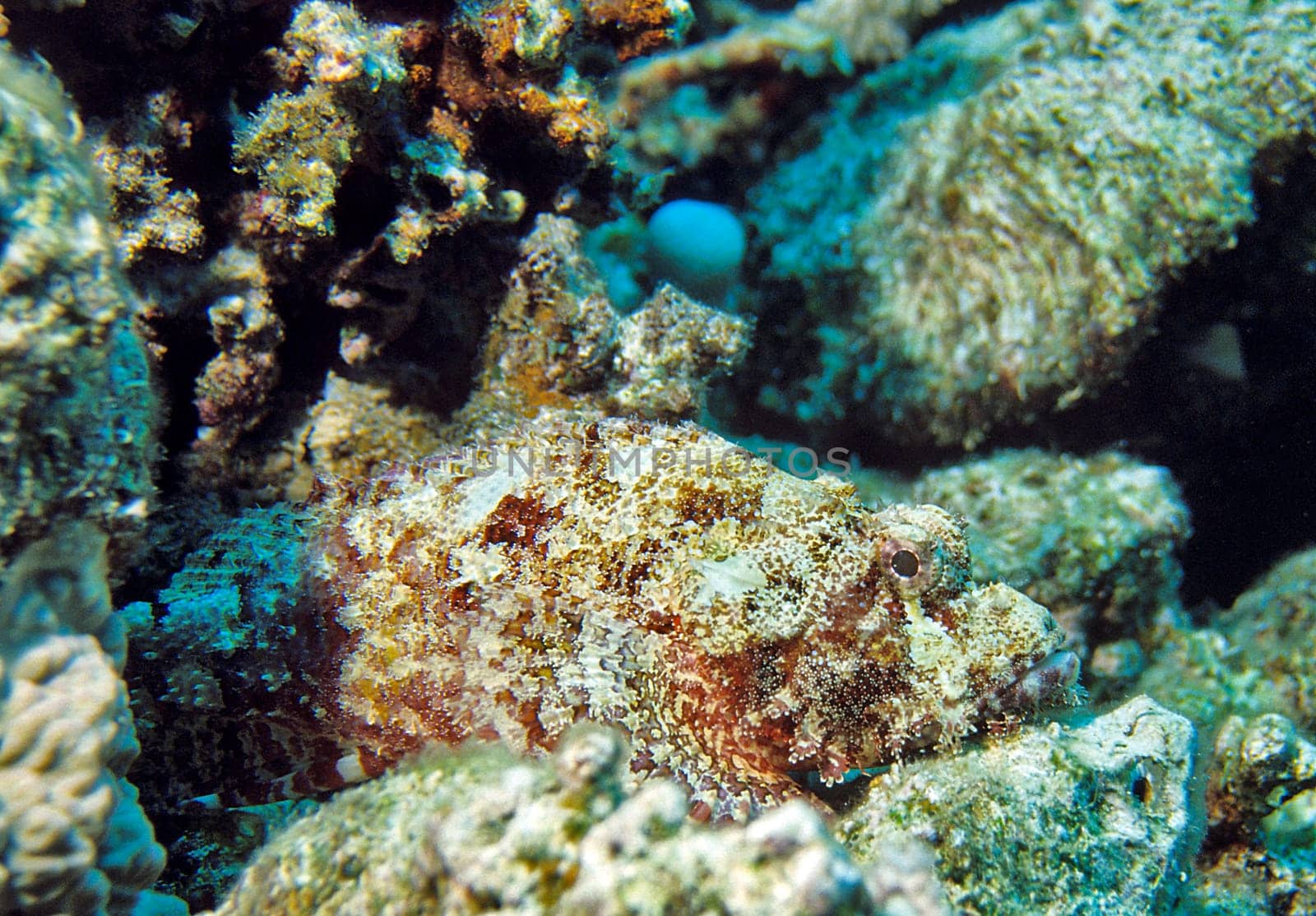 Camouflaged Dragon's Head,Red Sea