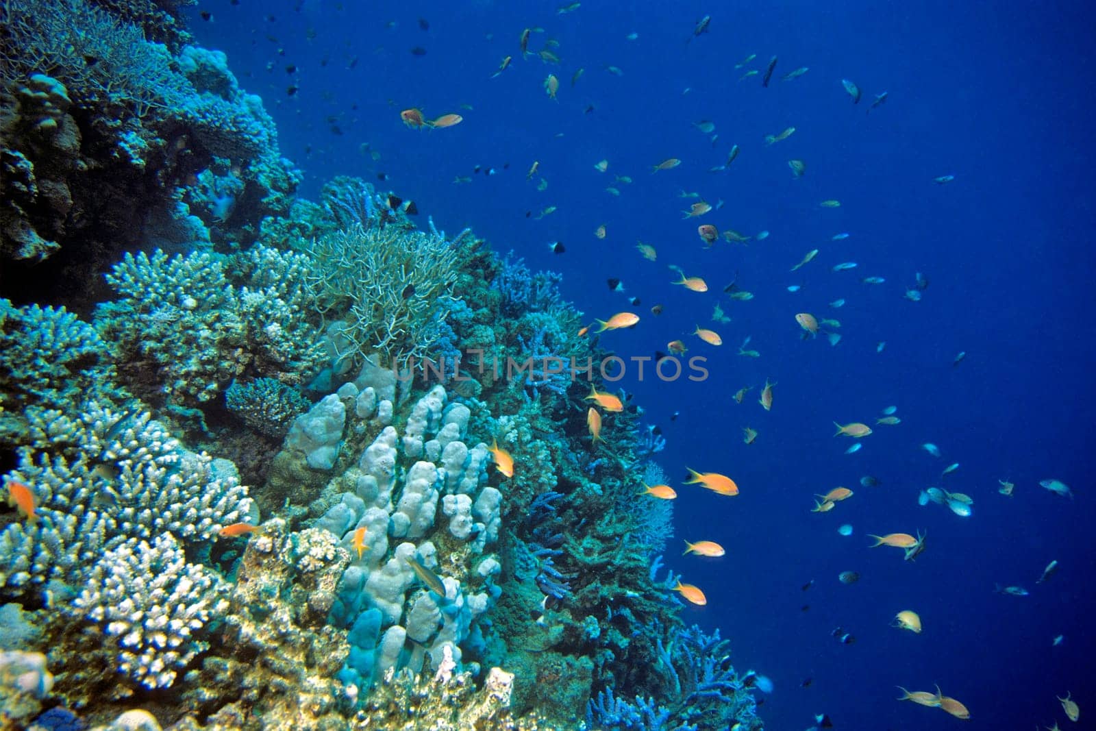 Reef anthias,Red Sea