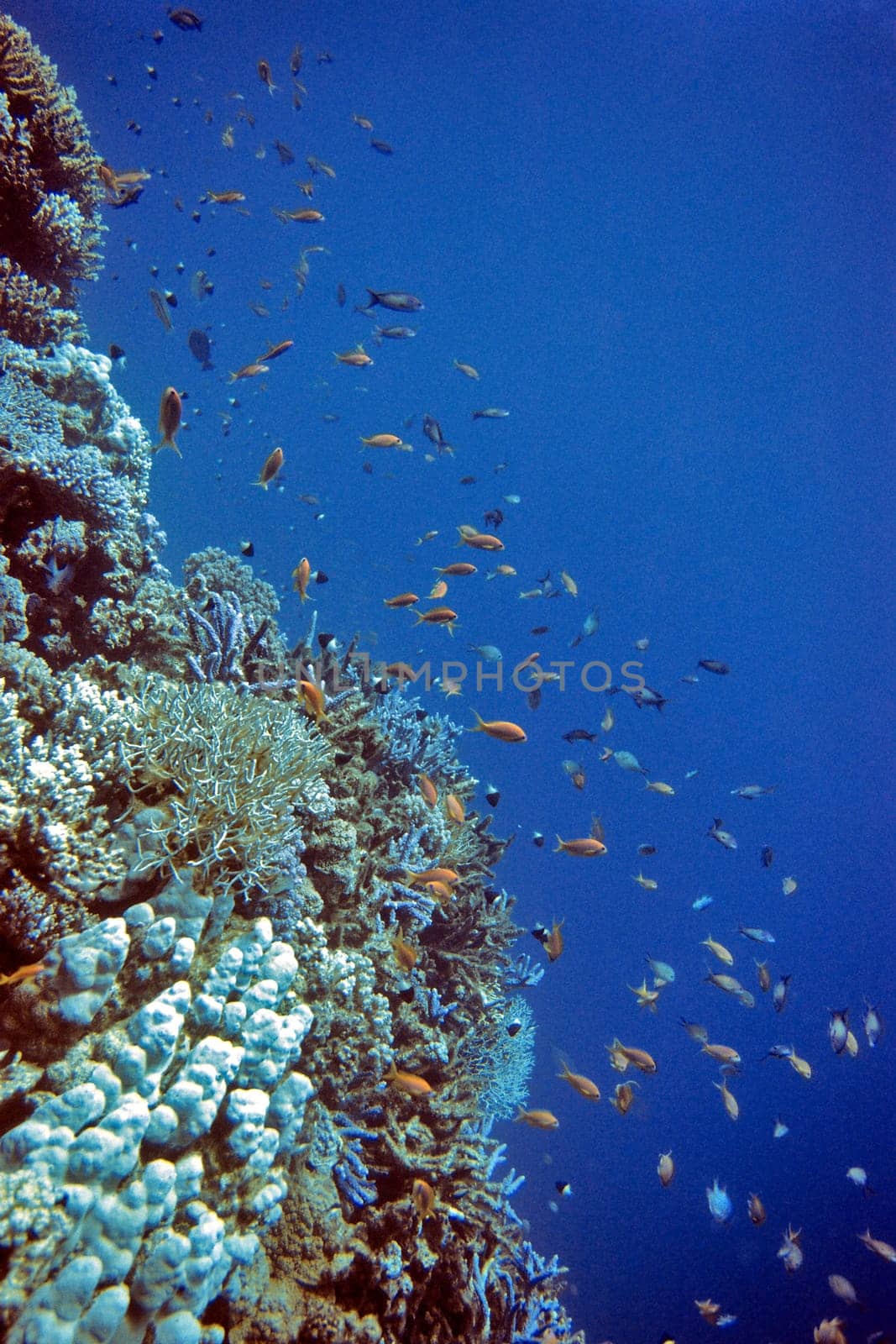 Coral Reef,Red Sea