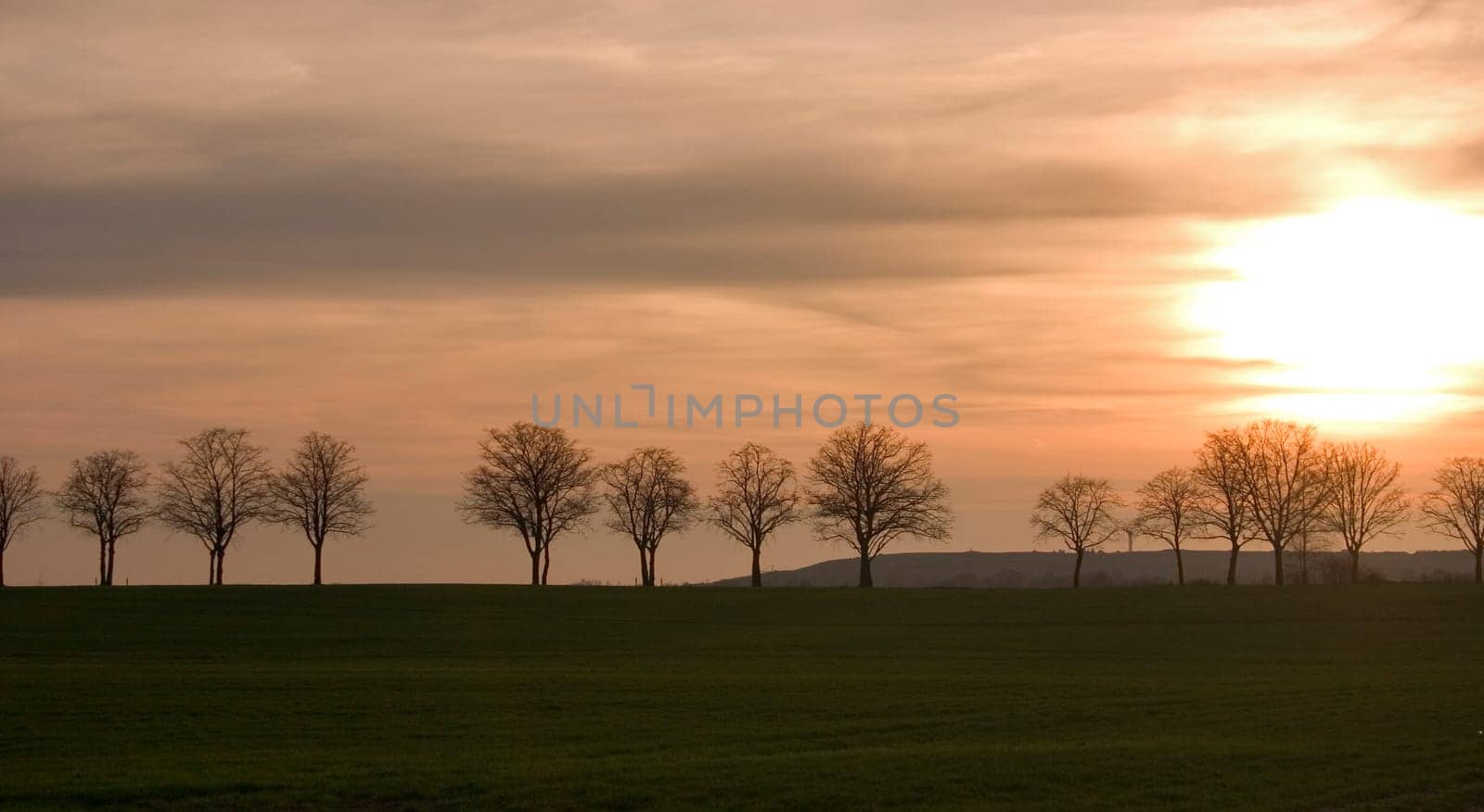Avenue at sunset