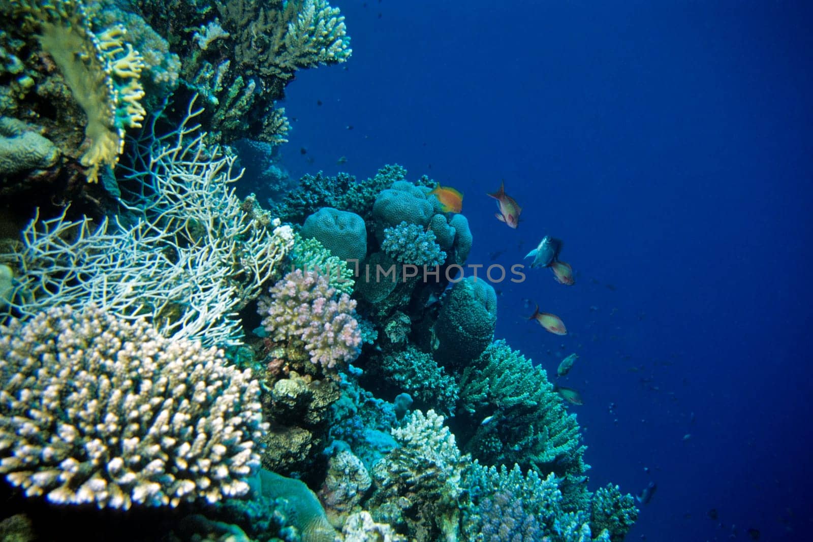 Coral Reef,Red Sea