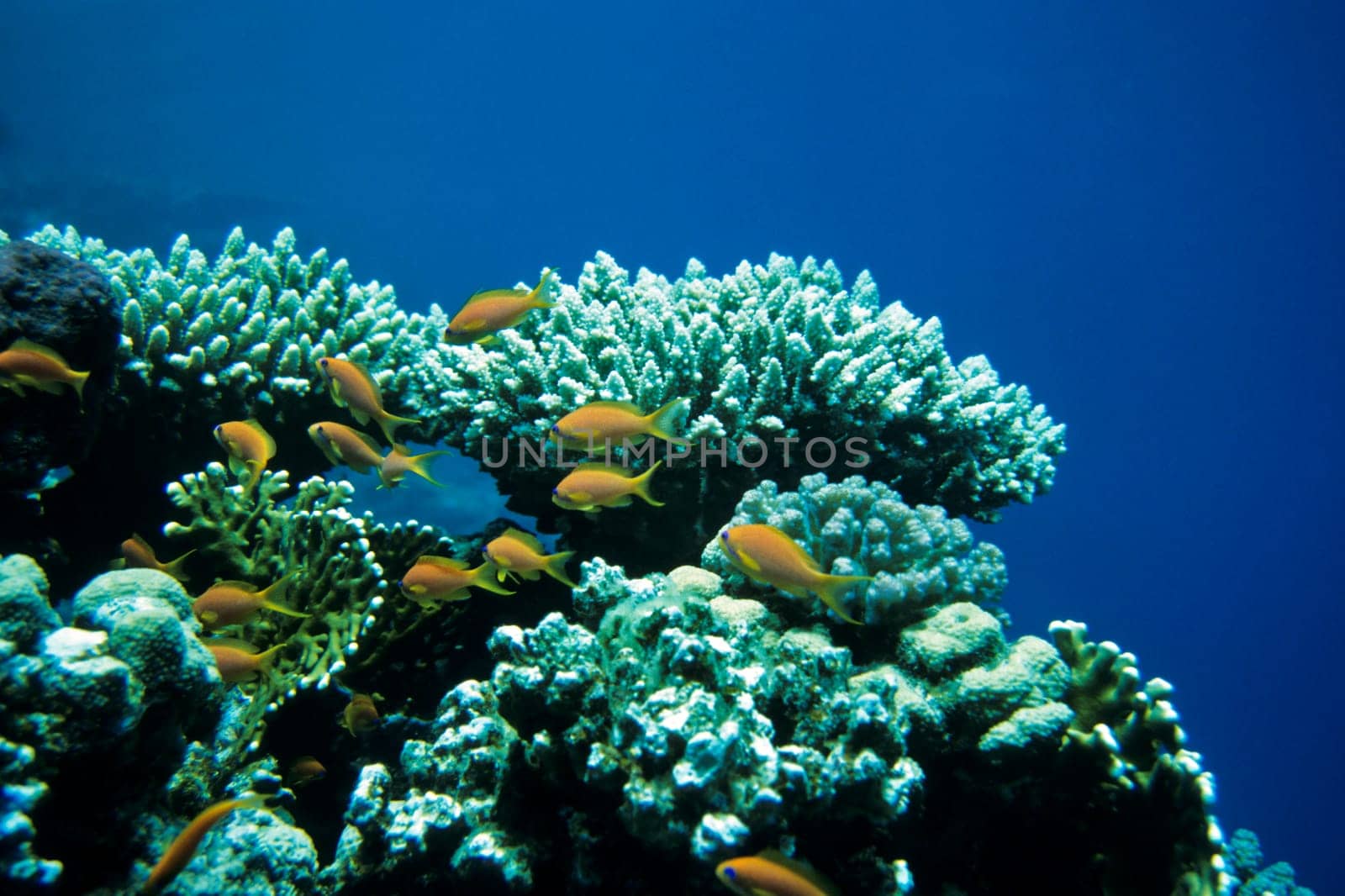 Anthias and table corals